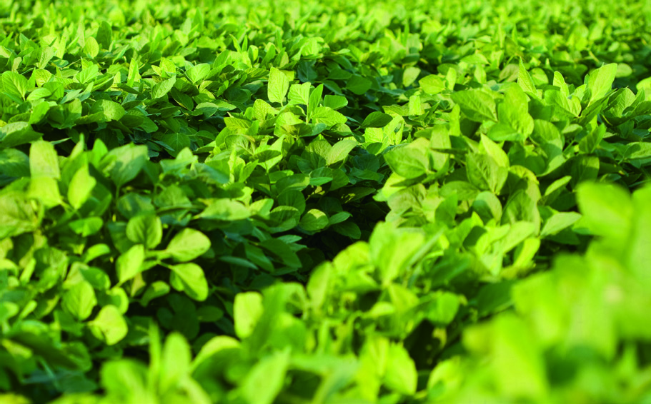 The ideal population varies by variety type.